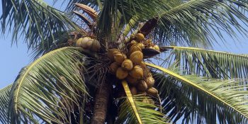 Olej kokosowy jest zdrowy