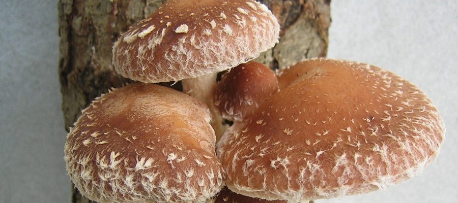 Na co są dobre grzyby Shiitake