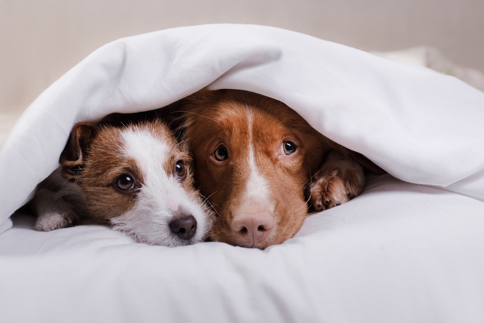 Dog Jack Russell Terrier and Nova Scotia duck tolling Retriever lying on the bed under the covers