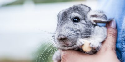 Nie tylko pies - jakie zwierzę chętnie potowarzyszy seniorowi