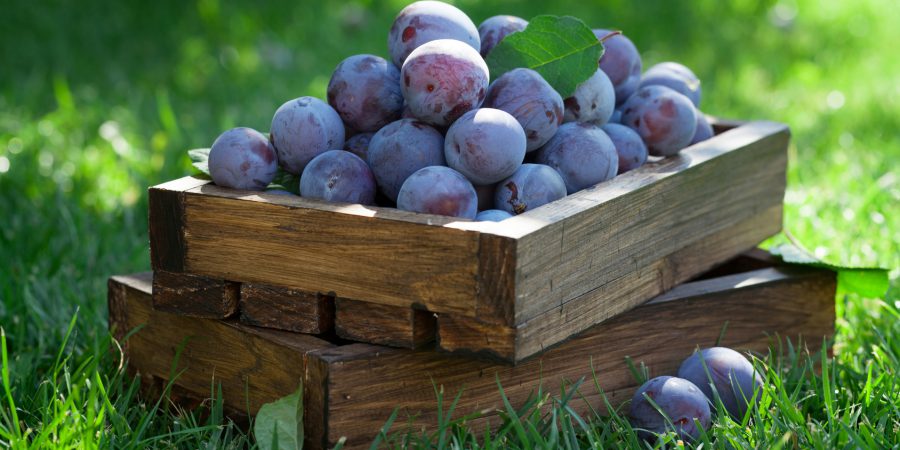 Śliwki węgierki - sezon na antyoksydanty i lepsze samopoczucie