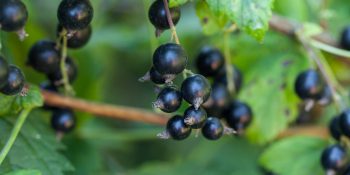 Czarna porzeczka – pożytek nie tylko z owoców