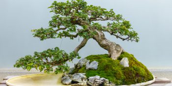 Drzewka bonsai - wyjątkowe rośliny