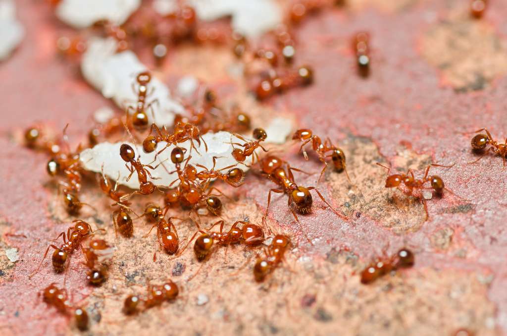 Rośliny odstraszające mrówki – sprawdź, co posadzić na rabacie!